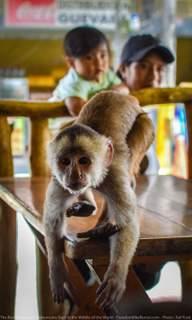 monkey population in misahualli ecuador motorcycle adventure tour