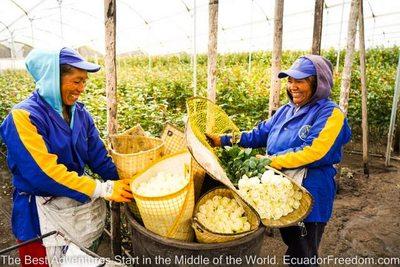 two women working on a rose farm in ecuador