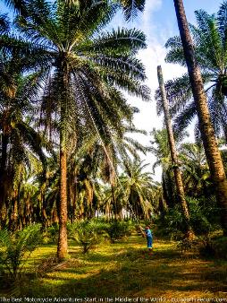 palm groves in ecuador