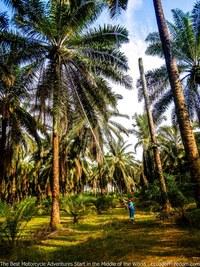 palm grove in ecuador