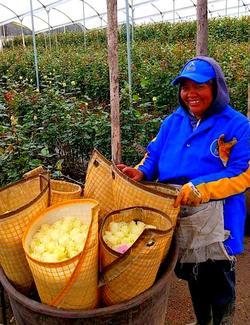rose farm worker in ecuador on quilotoa loop