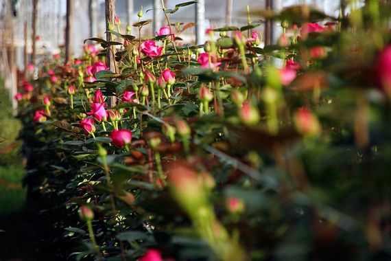 Rose Plantation Growing Ecuador