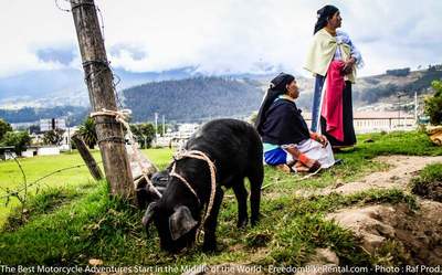 otavalo animal market two indigenous women and a pig