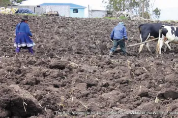 traditional farming in ecuador using work animals