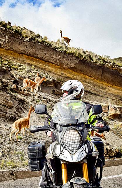 man on adventure motorcycle looking back at vicuna in chimborazo wildlife refuge in Ecuador