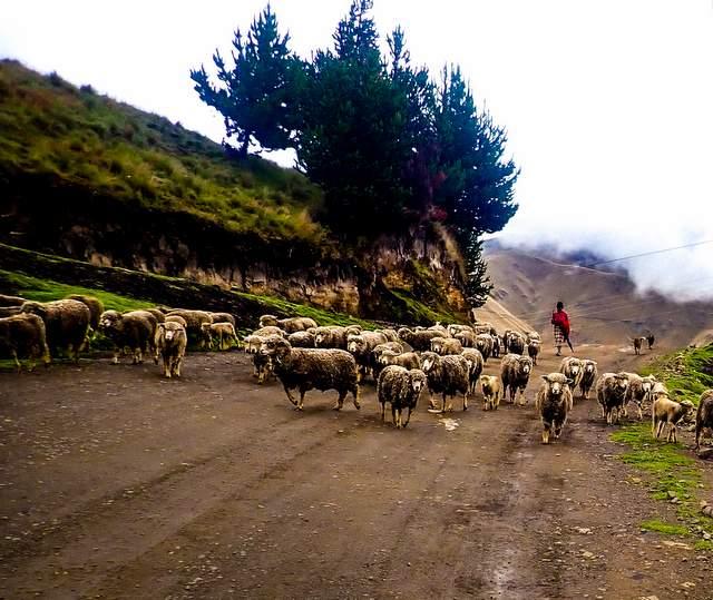 sheep and shepherd in Ecuador